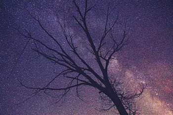 blattloser Baum, sternenklare Nacht, Silhouette, kahl, Baum, lila, sternenklar, Nacht-, Geäst, Himmel, Sterne