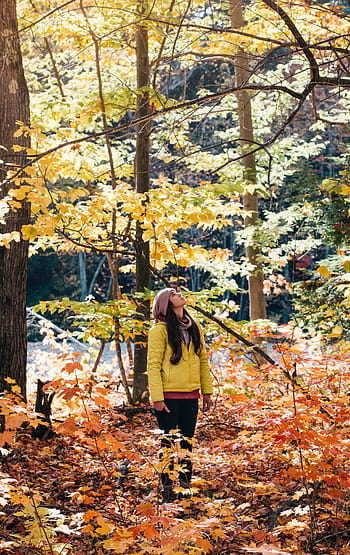 woman, standing, looking, surrounded, trees, yellow, jacket, daytime, plant, forest, sunrise