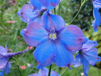 flower, blue, nature, delphinium, summer, garden, petal