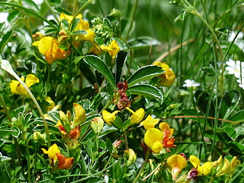 alpenhorn clover, fenugreek, blossom, bloom, flower, yellow, klee, alpine flower, flora, lotus, fabaceae