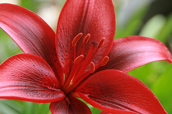 red, flower macro photography, flower, macro photography, lily, lilies, tiger, blossom, summer, bloom, nature