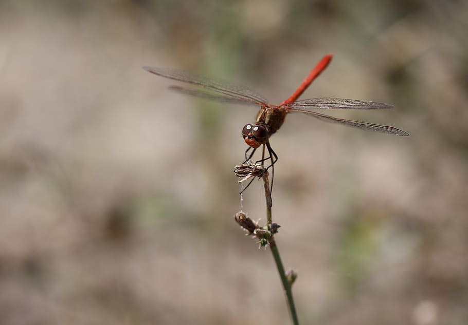 vážka, Červené, křídla, insecta