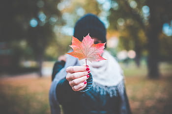 jovem, menina, exploração, outono, folha de bordo # 2, colorido, folha de bordo, bokeh, frio, mãos, folha