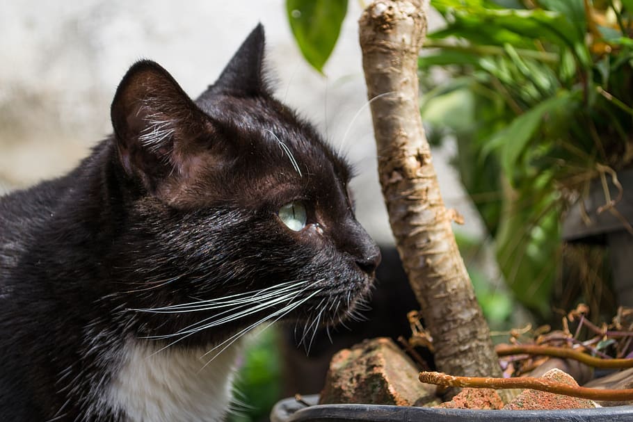 kočka, Černá kočka, domácí zvíře, zvíře, koťátko, Černá, filhote, gato, mladý, roztomilý, kotě