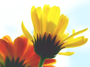 marigold, calendula, close up, blossom, bloom, petals, yellow, orange, sky, naturopathy, medicinal plant