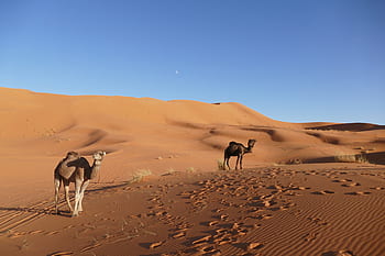 merzouga, μαροκινός, Αφρική, έρημος, αμμόλοφους, berber, ταξίδι, άμμος, καμήλα, Σαχάρα