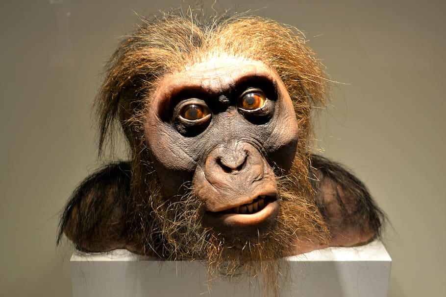 ネアンデルタール、 穴居人、 先史時代の、 原始、 人間、 博物館、 ヒューストン科学博物館、 アーティファクト、 古代の、 おとこ、 白人