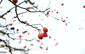 winter, berry red, tree, plant, cold, berries, wintry, branches, branch, fruit, nature