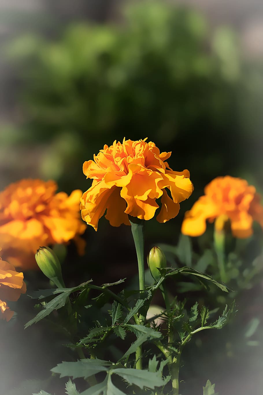 Marigold, Marigolds, Turkish, Carnation, turkish carnation, flora, dead flower, orange, blossom, bloom, flower