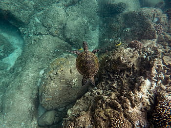 brown, turtle, swimming, water, daytime, green, black, body, nature, sea, ocean