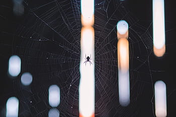 spider on web, Spider, Web, nature, abstract, spider Web, backgrounds, macro, close-up, animal themes, one animal