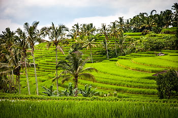 rice terraces, rice, rice terrace, terraces, agriculture, rice cultivation, bali, indonesia, cereals, field, nature