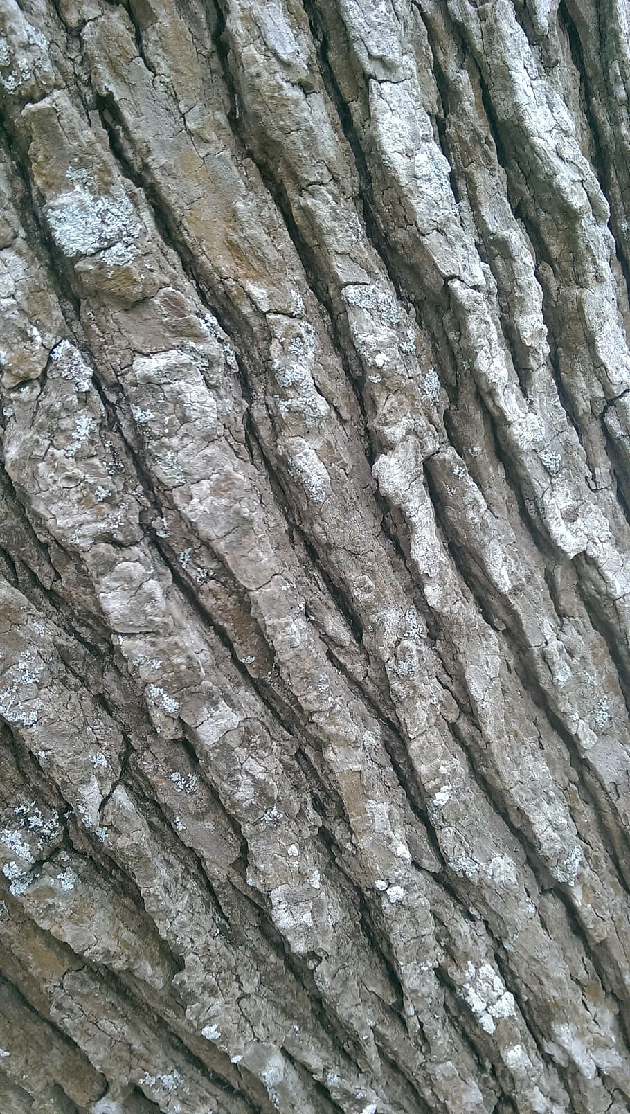 kmen stromu, textura, hnědý, povrch, dřevěný, hrubý, les, kůra