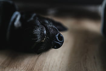 adorável cachorro preto, adorável, cachorro preto, cachorro, animal de estimação, animal, preto, preto Cor, madeira - marrom, animais de estimação, ninguém