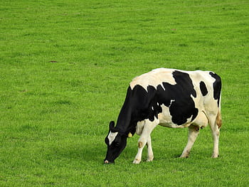 black, white, cow, eating, grasses, meadow, grass, landscape, summer, nature, pasture