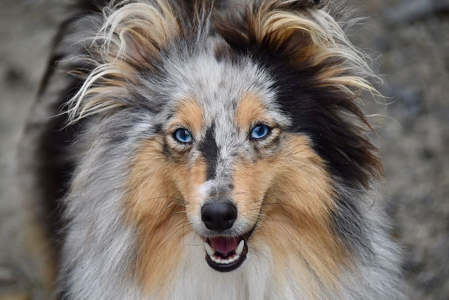 dog, shetland sheepdog, pup, dog portrait, next dog, blue eyes, dog breed, bitch nobility-blue, animal, bitch shetland sheepdog, snout