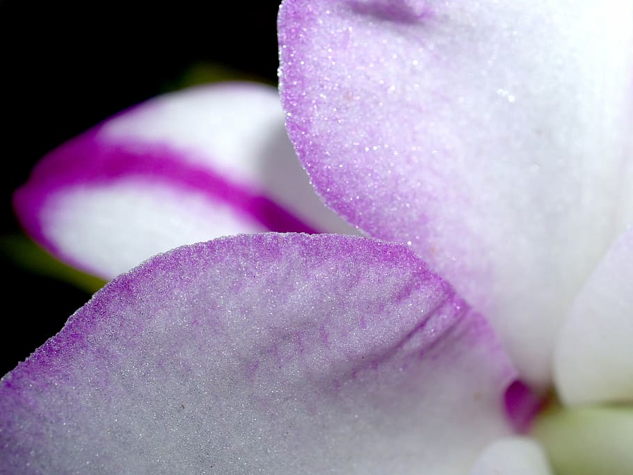 orchid, flower, bright, violet, flora, growth, decoration, bud, foliage, natural, oriental