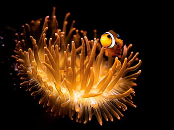clown fish, underwater, background, underwater world, fish, sea, diving, coral, meeresbewohner, egypt