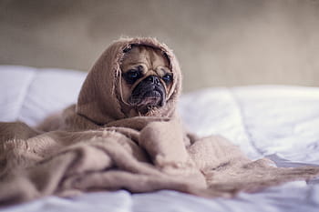 plavá pug, hnědý, deka, mopslík, pokryté, lůžko, list, Pes, zvířat, smutný, povlečení na postel