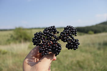 bobule, Černá, ebulus, zralý, sambucus, ovoce, rostlin