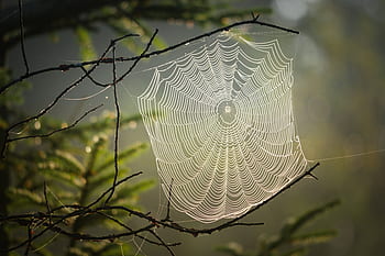 cobweb, spider, insect, nature, web, creepy, case, close up, forest, morning, structure