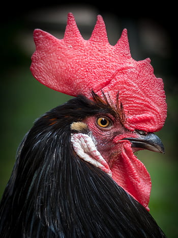 hahn, poultry, bird, animal, gockel, male, farm, cockscomb, livestock, bill, red