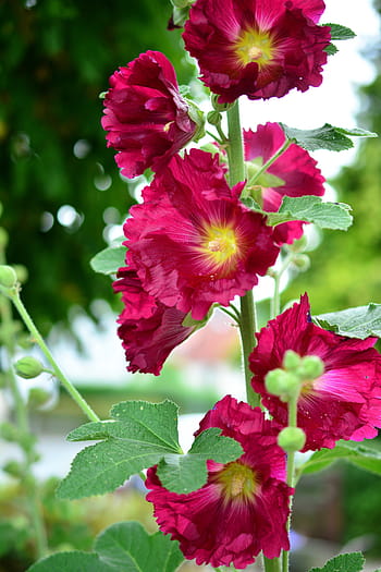 růžový, žlutá, květiny, Stock rose, hollyhock, topolová zahrada vzrostla, dítě růže, stock růžová zahrada, alcea, sléz, malvaceae