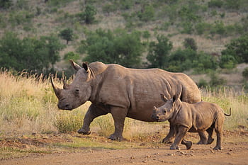 rinoceronte, giovane, vitello, madre, bambino, Due, Sud, Africa, natura, selvaggio, gioco