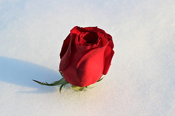 red rose in snow, love symbol, winter, snowy, romantic, cold, frost, outdoors, flower, colorful, snowflakes
