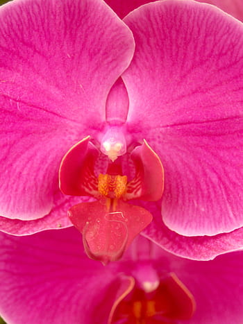 orchid, flower, bright, violet, flora, growth, decoration, bud, foliage, natural, oriental