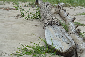 fiume, spiaggia, acqua, Riva del fiume, Konar, tronco, Wisla, paesaggio, natura, Polonia