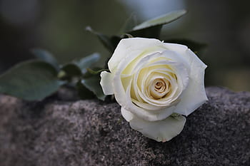 single white rose, purity symbol, condolence, loving memory, mood, grey gravestone, nature, outdoor