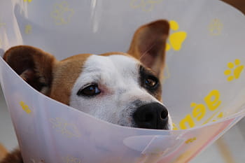 dog, wearing, white, elizabeth, tan, collar, dog head, protective collar, ruff, leakage protection, injury