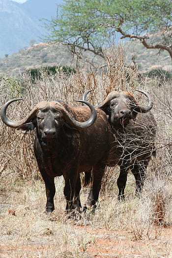 Büffel, Hörner, Safari Park, Kenia, gehörnt, Tierwelt, Tierthemen, Tiere in freier Wildbahn, keine Leute, Wasserbüffel