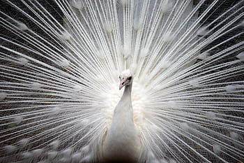 female indian peafowl, peacock, white, bird, nature, beautiful, feather, vibrant, elegant, plumage, exotic