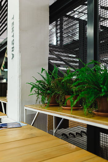 植木鉢、 展覧会、 植物、 ポット、 博覧会、 現代、 屋内、 人なし、 建築、 テーブル、 窓