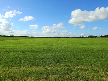 louka, mrak, tráva, krajina, nebe, letní, Příroda, pastvina, pastviny, pastviny krávy, pole