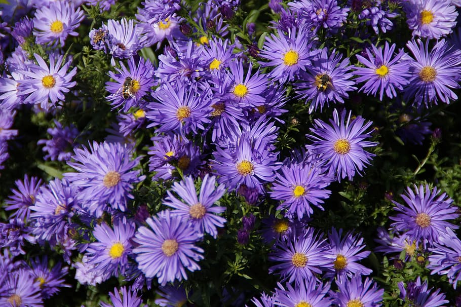 Asters, blue flowers, flowers, background, autumn, many, quantitative, flower, purple, nature, fragility