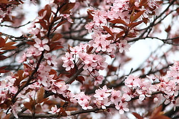rosa, kirsebær, blomstre, dagtid, vår, piknik, blomster, natur, anlegg, blomst, tre