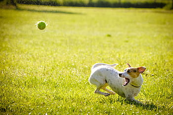 Weiß, bräunen, Jack, Russell Terrier, spielen, Tennis Ball, Rasenplatz, Tageszeit, Jack Russell Terrier, Gras, Feld