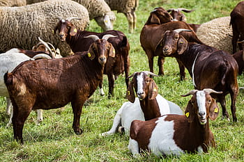 Kozel, pastvina, stádo, savců, zvíře, rohy, hospodářských zvířat, stvoření, domácí koza, louka, kozí bradka