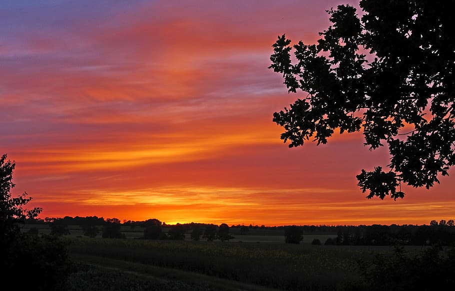 Sunset, Pm, Mecklenburg, in mid-june, 22 pm, baltic sea environment, gold yellow orange purple violet, hill land, oak tree, eckernförde, tree