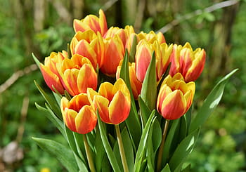 oranžové květy tulipánů, tulipán, Tulipán kytice, květ, jarní květiny, jaro, Červené, okvětní lístky, zahrada, Příroda, schnittblume