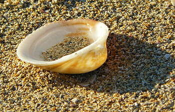 shell, zavřít, pláž, písek, písečná pláž, pobřeží, Příroda, cestovat, prázdniny, Dovolená, mořských živočichů