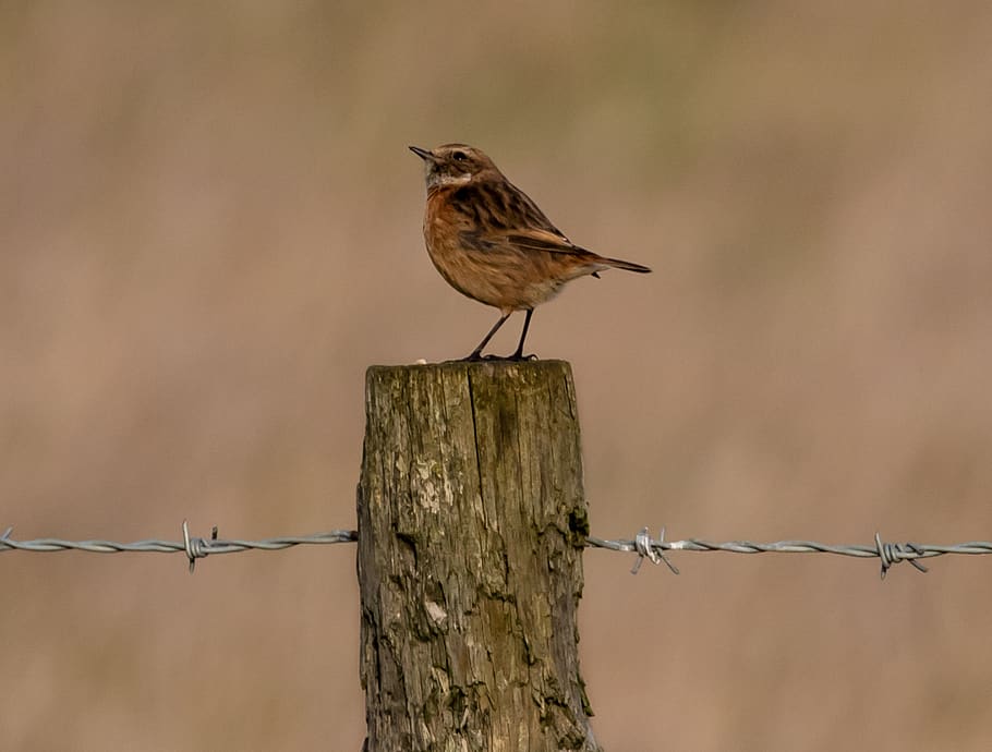 stonechat, small bird, songbird, perched, post, winter, orange, feather, bird, avian, beak