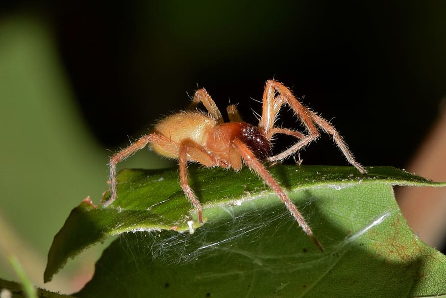 ragno, sacco di ragno, ragno giallo sac, ragno dai piedi neri, ragno marrone, aracnide, predatore, macro, avvicinamento, aracnofobia, velenoso