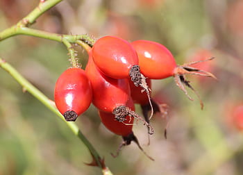 rose hip, haegen, heép, hiffen, hiften, rose apples, hetschhiven, hetscherl, hive, hetschepetsche, rosa canina