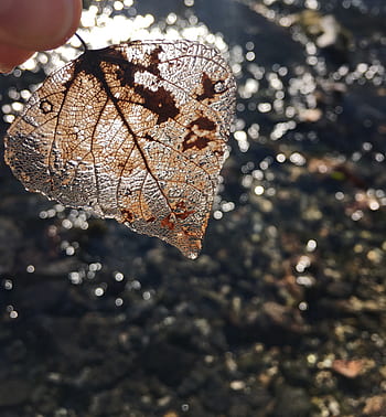brown leaf, transparency leaf, water, autumn, nature, decomposition, wild, lake, see through leaf, sunset
