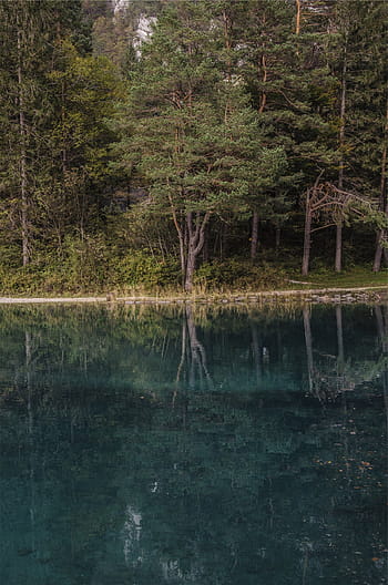 foresta, corpo, acqua, alberi, giorno, lago, riflessione, natura, albero, all'aperto, nessuno