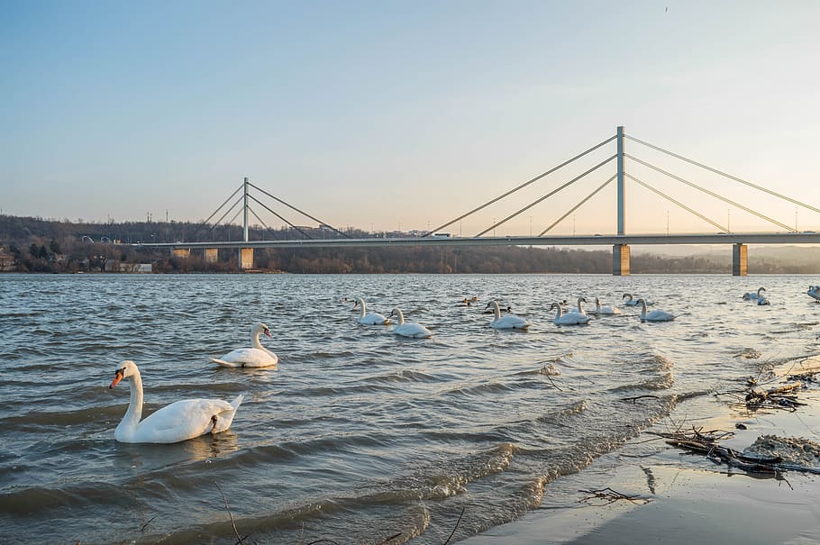 Novi, Sad, Beach, City, Danube, Winter, novi, sad, beach, city, dom, bridge, serbia